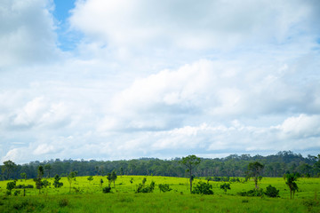 grass sky