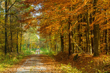  Road through an autumn forest