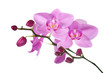 Purple orchids isolated on white.