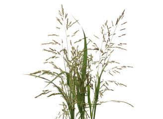 Wall Mural - Fresh cane, reed seeds and grass, bulrush isolated on white background, clipping path