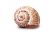 Sea Natural Shell, Original Pattern Of Marine Life.