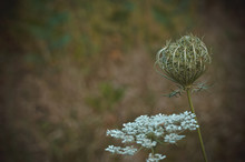 Bud With Flowers And Inflorescence With Seeds Of Wild Carrots (Daucus Carota). Shooting At Eye Level. Soft Focus. Horizontal Photo Layout.