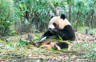 Giant panda eating bamboo,Wild Animals.