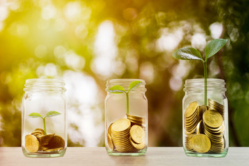 Wall Mural - Making money and money investment concept. A stack of coins in glass jar with growing plant and sun light. Depicts long-term investment And wealth and financial stability.