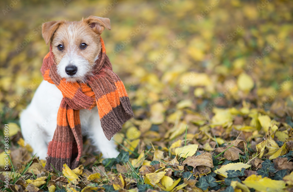 Cute pet dog puppy wearing a scarf and sitting in the autumn leaves ...