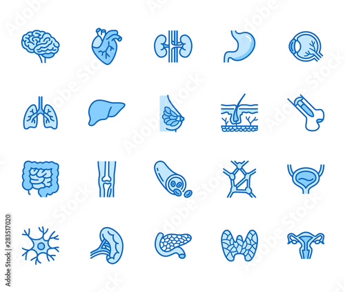 Fotografía Organs, anatomy flat line icons set