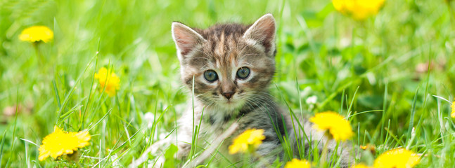 Cute kitten in green grass - banner - web header template - website simple design