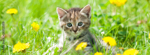 Cuadros en Lienzo Cute kitten in green grass - banner - web header template - website simple desig