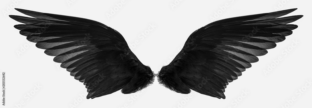 bird wings isolated on a white background - obrazy, fototapety, plakaty 