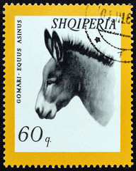 Donkey, Equus asinus (Albania 1966)