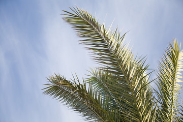  Palm tree leaves summer tropical background