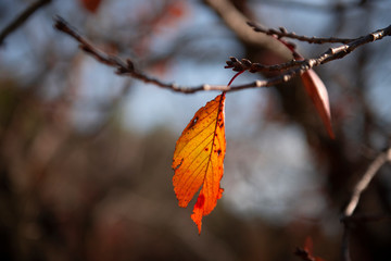 Wall Mural - autumn fall of leaves background dry season in japan.