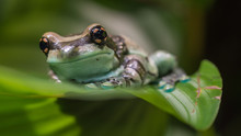 Amazon Milk Frog At Nordens Ark, Sweden