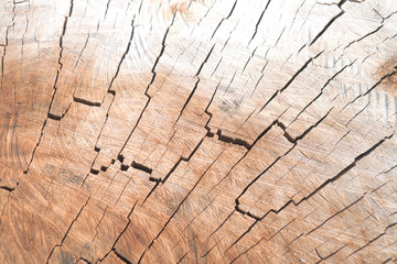  Tree trunk cross-session with cracks and ring.