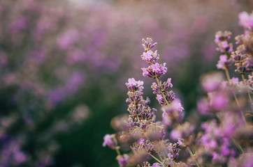 Wall Mural - lavender flowers close up