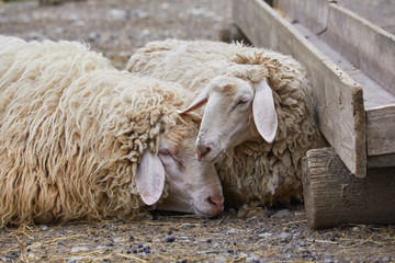 two sheep are dozing on the farm