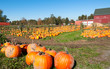 Field full of large ripe pumpkins ready to be used as an ornament during the famous Halloween night