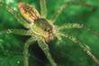 Spider Dolomedes fimbriatus lurking on a leaf.