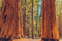 Giant Redwood Pines Sequoia Trees, Sequoia National Park, California, USA