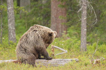 Wall Mural - young brown bear (ursus arctos) is looking for something from the fallen tree trunk