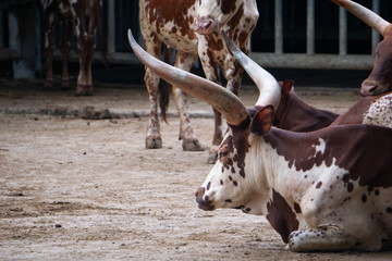 Cows with big horns are resting. Look cool.