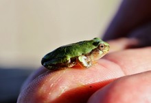 The Gray Treefrog (Hyla Versicolor) Is Native Frog Of Unites States And Canada