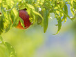 Fruit of natural nectarine in the tree and with blurred background