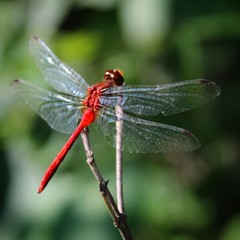 Red Dragonfly