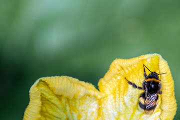 Wallpaper bee on a flower, green background.