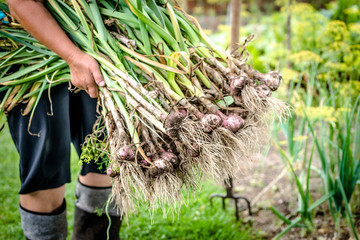 Bio vegetables. Farmer holding bunch of fresh organic garlic harvested in the garden.