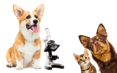 Poster - Welsh Corgi vet puppy and microscope