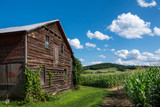 Fototapeta Konie - Old Barn with a View to a Hudson Valley Cornfield