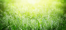 Green Grass On Meadow Field With Dew Droplets In Morning Light
