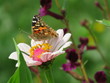 bunter Schmetterling auf einer rosa Blume im Garten auf einer Wiese