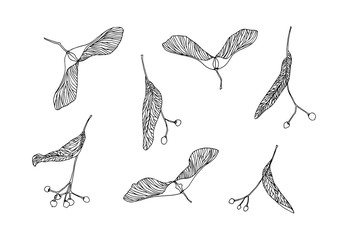 set of hand drawn maple and linden tree seeds outline. plant painting by ink pen. sketch botanical v