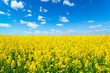 Landscape view of flowering rape field under blue cloudy sky. Colorful rapsfield raps. Swedish ukrainian colors