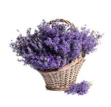 Fresh Lavender Flowers In Basket On White Background