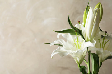 Wall Mural - Beautiful lilies on light brown background, space for text