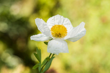 Romneya Coulteri, The White Flower At The Green-yellow Background