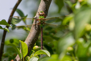 Poster - Common Green Darner (Anax junius) on the branch tree