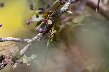 Canvas Print - Common Green Darner (Anax junius) on the branch tree