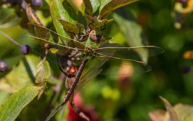 Sticker - Common Green Darner (Anax junius) on the branch tree