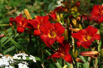 Sticker - red blooming lily in the garden