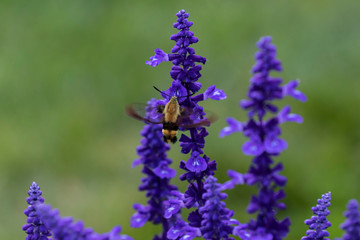 Sticker -  The hummingbird clearwing,Hemaris thysbe commonly known as hawk moth