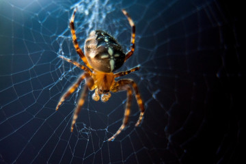 The spider species Araneus diadematus is commonly called the European garden spider, diadem spider, cross spider and crowned orb weaver
