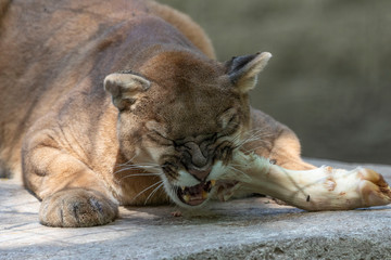 Wall Mural - known as mountain lion, panther, puma and catamount,