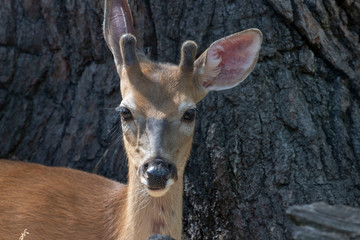 Fototapete - Young white-tailed deer (Odocoileus virginianus)