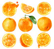Watercolor painting oranges