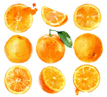 Watercolor Painting Oranges