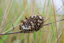 Nest Of Wasps Polist In The Grass. Small View Wasp Polist